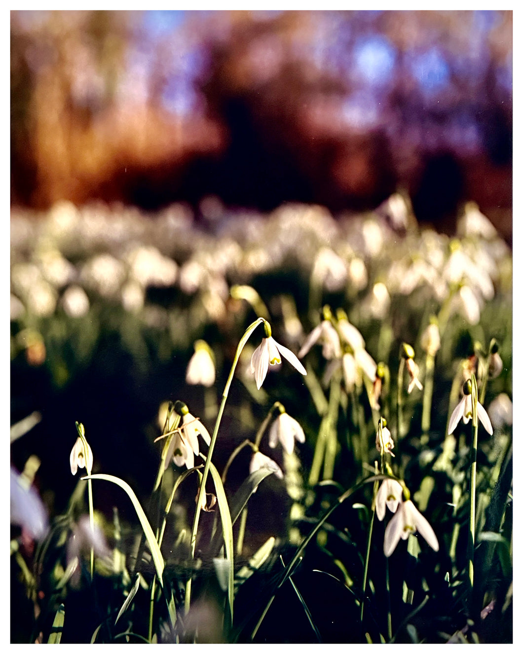 Photograph by Richard Heeps. Snow drops appear clearly close up and then out of focus in the distance. The sky is out of focus browns and goldens.