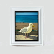 Load image into Gallery viewer, The Queens Seagull, Brighton, 2025