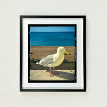 Load image into Gallery viewer, The Queens Seagull, Brighton, 2025