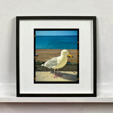 Load image into Gallery viewer, The Queens Seagull, Brighton, 2025