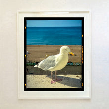 Load image into Gallery viewer, The Queens Seagull, Brighton, 2025