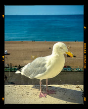 Load image into Gallery viewer, The Queens Seagull, Brighton, 2025