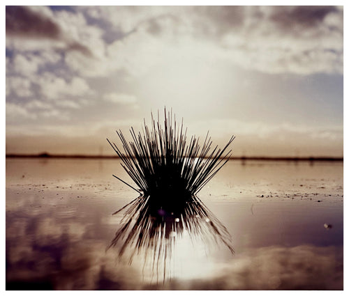 Photograph by Richard Heeps. A tussock is central to this photograph, black and reflected black into the fenland water below. The sky behind is dusky and atmospheric.