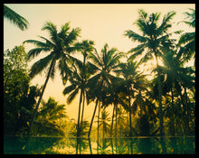 Load image into Gallery viewer, Photograph by Richard Heeps. Green palms trees against a warm golden sky, and reflected in a pool below.