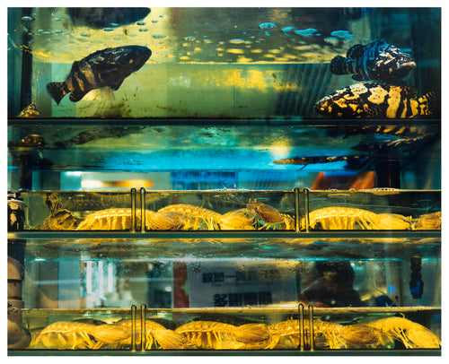 Wet market bright blue green and yellow fish tank Hong Kong street photography by Richard Heeps