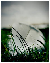 Load image into Gallery viewer, Photograph by Richard Heeps. This photograph captures a single white feather caught up on the grass of Mare Fen in Cambridgeshire. 