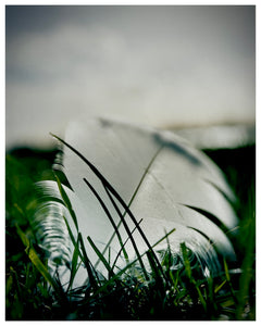 Photograph by Richard Heeps. This photograph captures a single white feather caught up on the grass of Mare Fen in Cambridgeshire. 