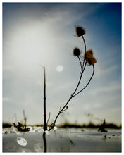 Load image into Gallery viewer, Photograph by Richard Heeps. A Teasel sits on a water logged fen with the vast fen sky glinting around.