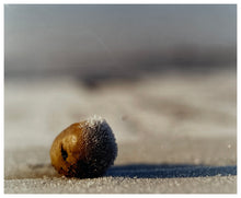 Load image into Gallery viewer, Photograph by Richard Heeps. A lone frozen potato sits on a frosty field.