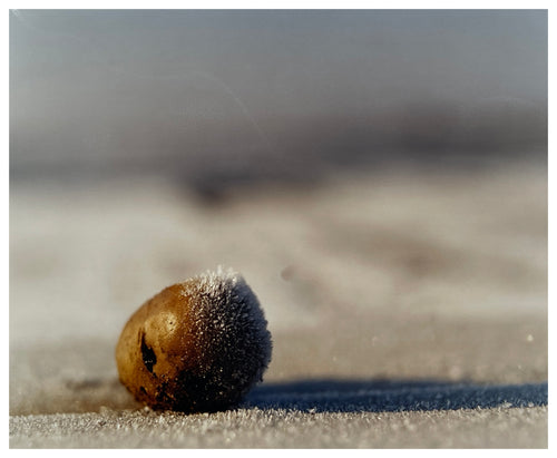 Photograph by Richard Heeps. A lone frozen potato sits on a frosty field.