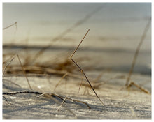 Load image into Gallery viewer, Photograph by Richard Heeps.  A piece of frosty stubble sits in a snowy fen field.