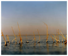 Load image into Gallery viewer, Photograph by Richard Heeps.  A line of golden grass pokes up from fen water.