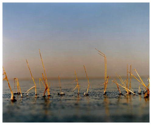 Photograph by Richard Heeps.  A line of golden grass pokes up from fen water.