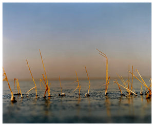 Photograph by Richard Heeps.  A line of golden grass pokes up from fen water.