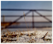 Load image into Gallery viewer, Photograph by Richard Heeps. A prominent piece of stubble on a snowy field, framed by a wooden gate. 