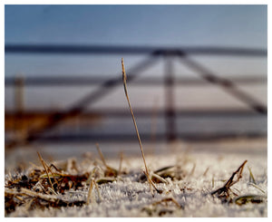 Photograph by Richard Heeps. A prominent piece of stubble on a snowy field, framed by a wooden gate. 
