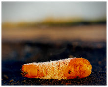 Load image into Gallery viewer, Photograph by Richard Heeps. A lone frosty carrot sits on a peaty fen field.
