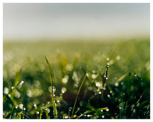 Photograph by Richard Heeps.  The early morning dew on green grass.