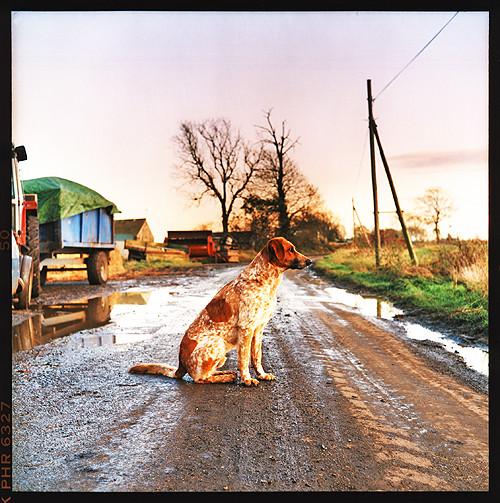 Prince, Padney Hill, Cambridgeshire 1993