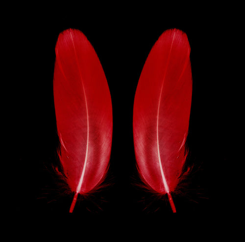 Scarlet Butterfly, 2017