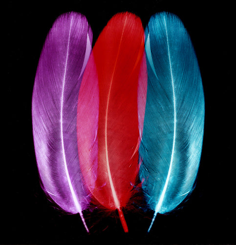 Plum, Ice Blue and Scarlet Feather Trio, 2017