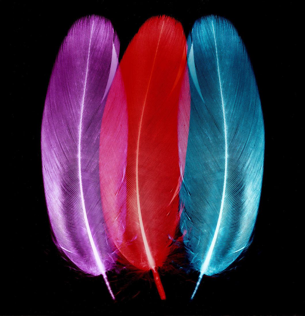 Plum, Ice Blue and Scarlet Feather Trio, 2017