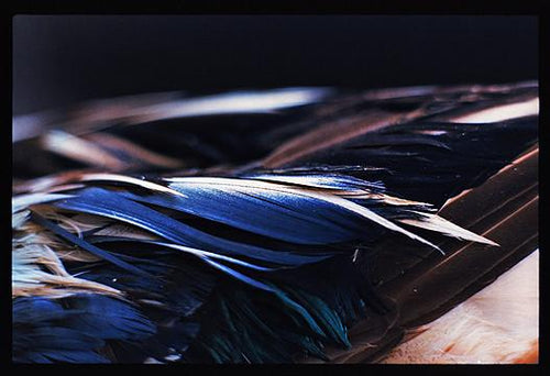 Duck Detail 6A, Welney 1993