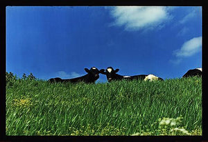 Cows, 100ft Drain, Welney 1993