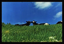 Load image into Gallery viewer, Cows, 100ft Drain, Welney, 1993