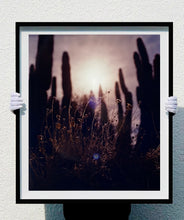 Load image into Gallery viewer, Plant life create shapes against the sky at dusk, in the Arizona Desert. Photography by Richard Heeps, part of his &#39;Dream in Colour&#39; series.
