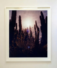 Load image into Gallery viewer, Plant life create shapes against the sky at dusk, in the Arizona Desert. Photography by Richard Heeps, part of his &#39;Dream in Colour&#39; series.