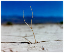 Load image into Gallery viewer, &#39;Florescence&#39;, from Richard Heeps&#39; &#39;Dream in Colour&#39; series was photographed in Panamint Valley, Death Valley National Park, California. This minimal landscape photograph uses a shallow depth of field emphasises a lone twig, a small sign of life, against a deep blue sky background.