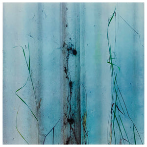 Photograph by Richard Heeps.  A few grains of grass contrast against a light blue marked curtain.
