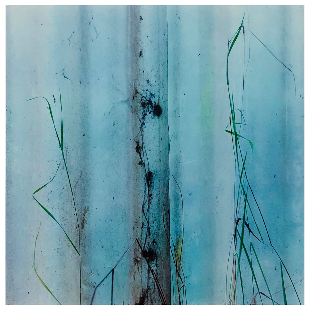 Photograph by Richard Heeps.  A few grains of grass contrast against a light blue marked curtain.