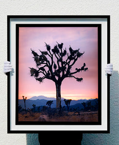 This artwork shows an almost silhouette of The Joshua Tree in the rural landscape of the Mojave Desert, southeastern California and southern Nevada. Captured at dusk as part of Richard Heeps’ 'Dream in Colour' series.