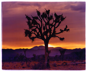 Joshua Tree (Landscape), Mojave Desert, California, 2002