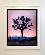 Load image into Gallery viewer, This artwork shows an almost silhouette of The Joshua Tree in the rural landscape of the Mojave Desert, southeastern California and southern Nevada. Captured at dusk as part of Richard Heeps’ &#39;Dream in Colour&#39; series.