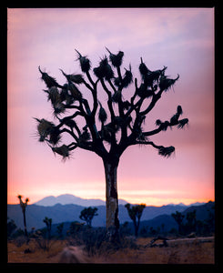 This artwork shows an almost silhouette of The Joshua Tree in the rural landscape of the Mojave Desert, southeastern California and southern Nevada. Captured at dusk as part of Richard Heeps’ 'Dream in Colour' series.