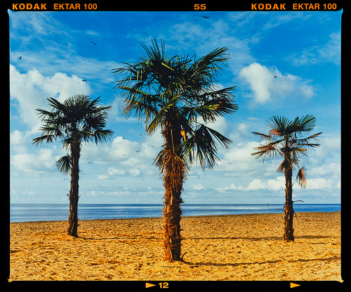 Photograph by Richard Heeps.  Three palm trees on the beach at Clacton-on-Sea with shadows cast by the early evening light.
