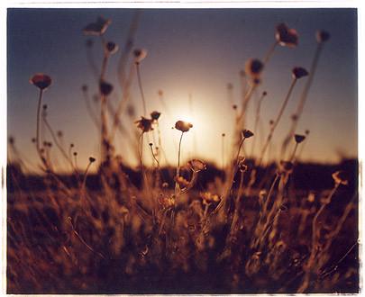 Poppies, Ajo, Arizona 2001