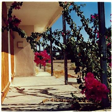 Bougainvillea II, Salton Sea, California 2003