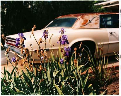 Kerbside Iris, Brentwood, California 2002