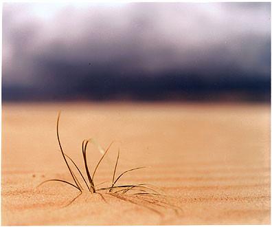 Grass, Scoult Head Island, Norfolk 2001