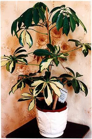 Foliage Plant, Post War Prefab, Wisbech 1993