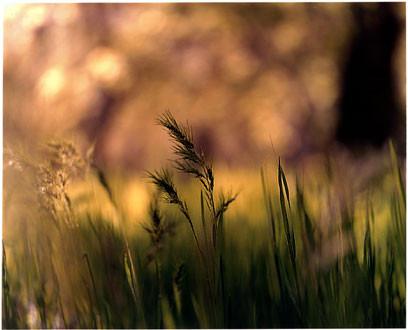 Grass, Zion National Park, Utah 2000