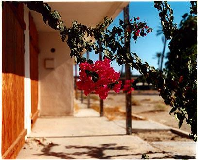 Photograph by Richard Heeps. A flowering bougainvillea hangs outside a motel entrance.