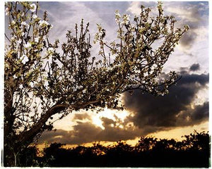 Oakington Road - Apple Tree, Cottenham, Cambridgeshire 2003