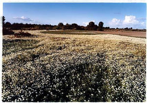 Long Drove - Corn Chamomile, Cottenham, Cambridgeshire 2003