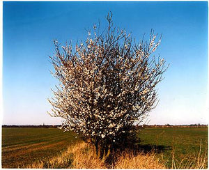 Church Lane, Plum Tree, Cottenham, Cambridgeshire 2002