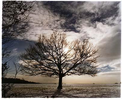 One Tree Hill, Langdon Hills Country Park 2004